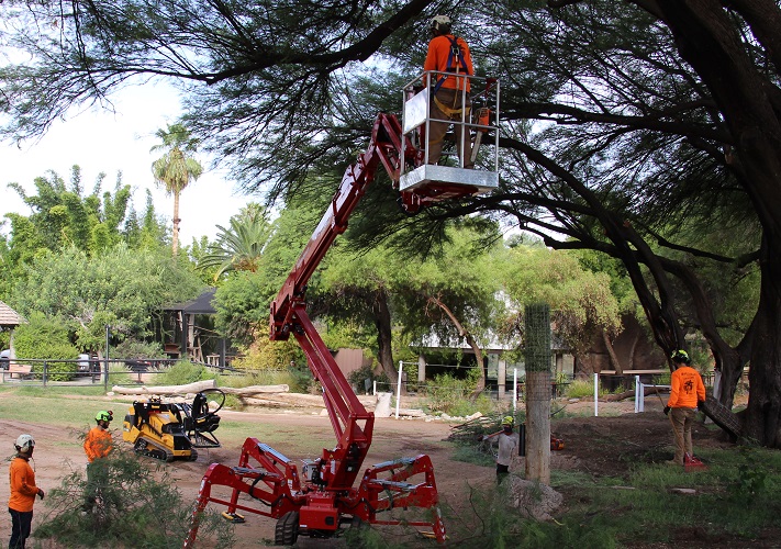 Expert Tree Services In Tucson