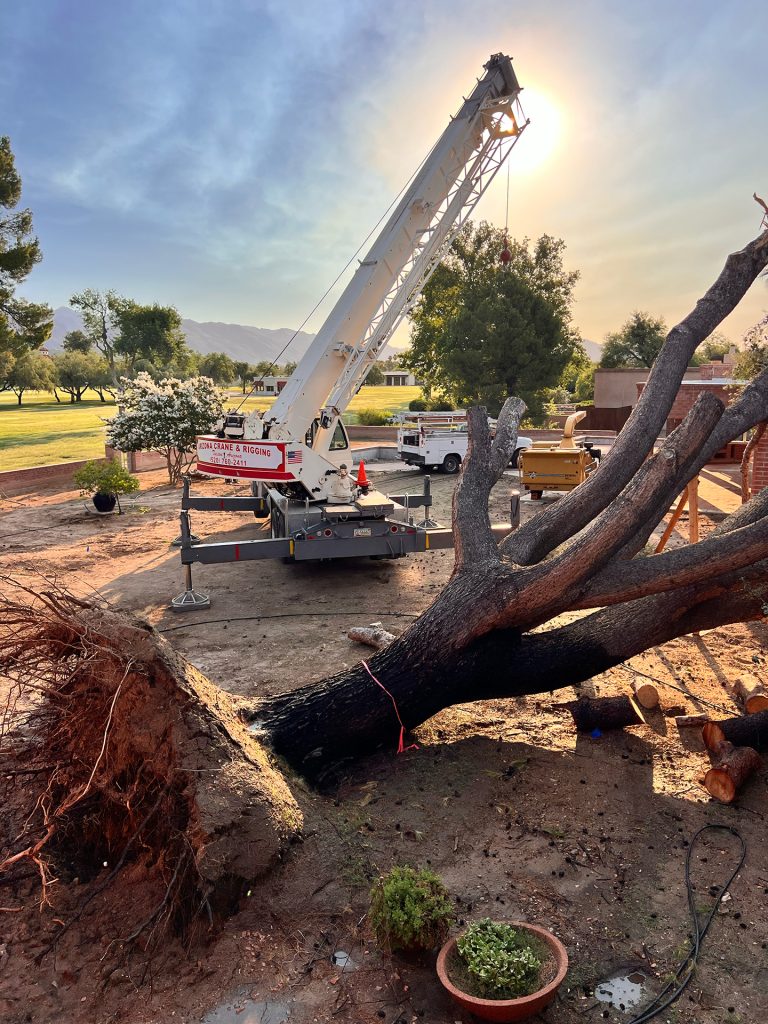 Tree Removal 1